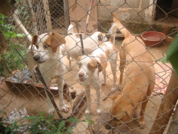 Protetores de animais se unem para criação de ONG em Ferros